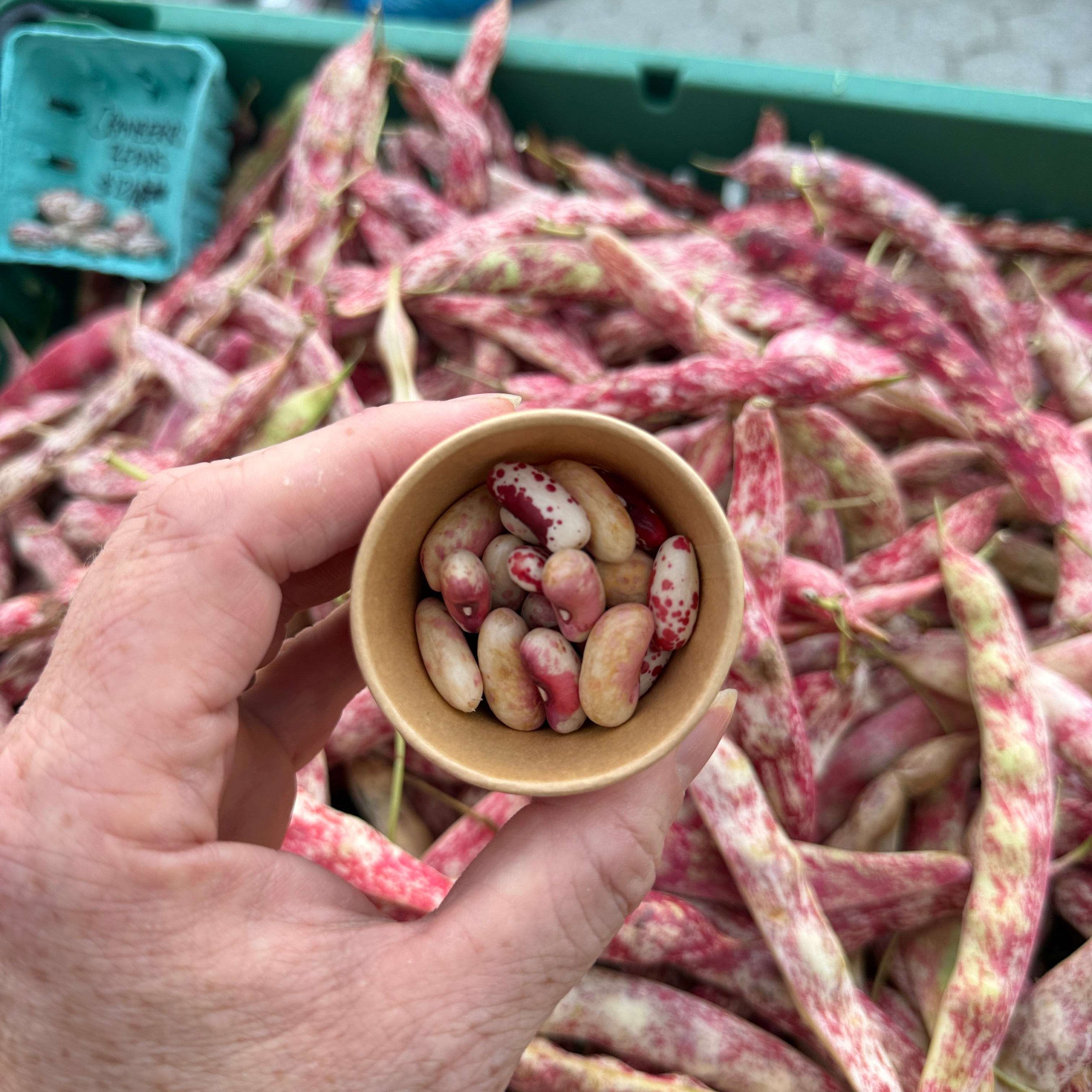 Fresh Borlotti Beans