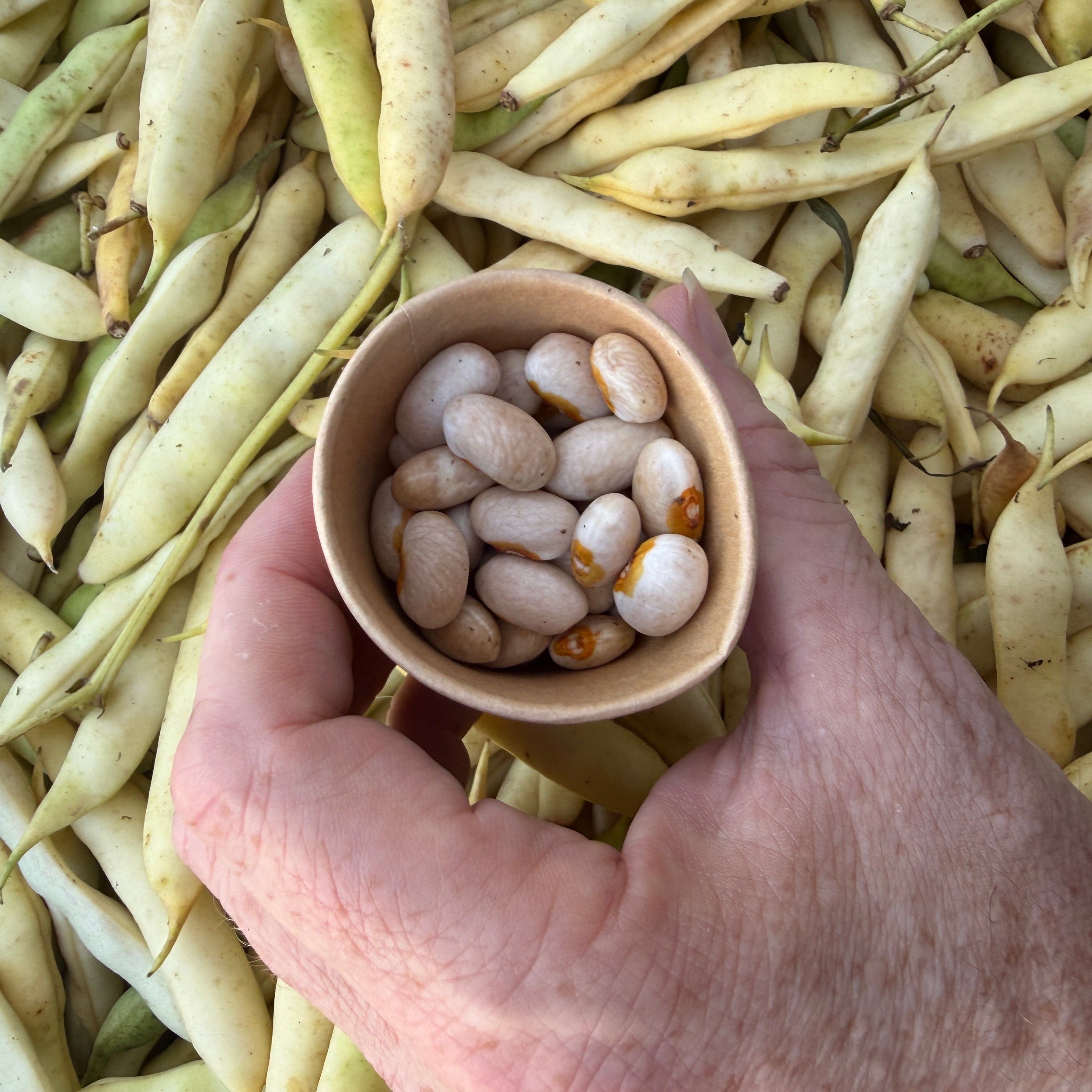 Fresh Yellow Eye Beans from Norwich Meadows Farm.