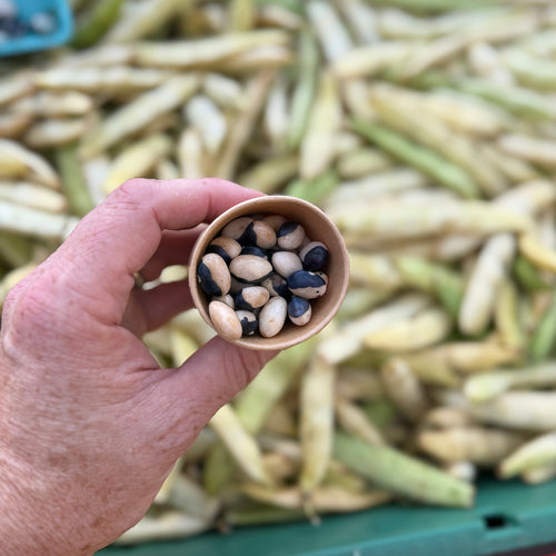 Calypso Beans at Union Square, grown by Norwich Meadows Farm.