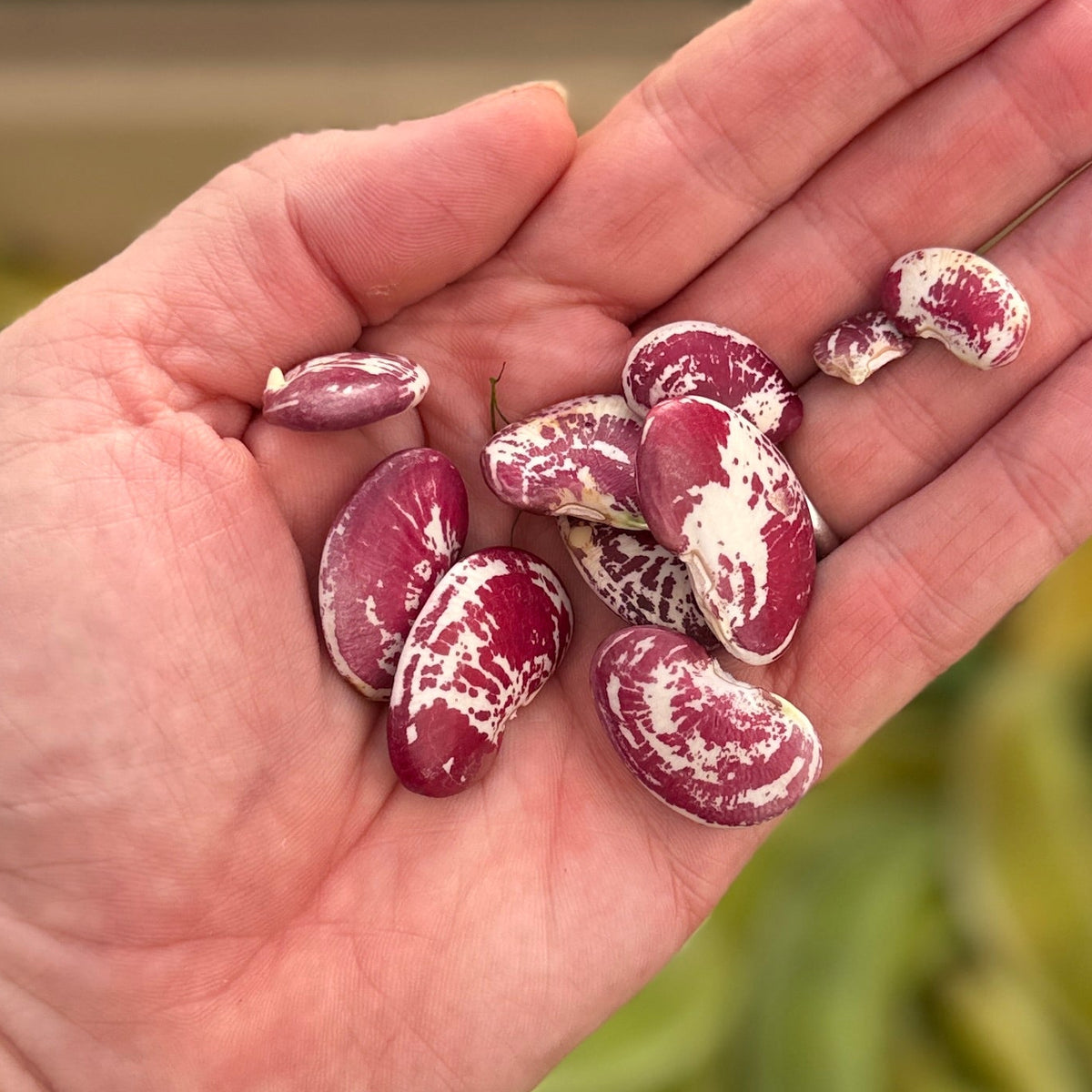 Christmas lima beans at Union Square green market sold by Norwich Meadows Farm.