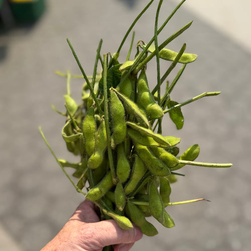 Edamame on the stalk grown by Norwich Meadows Farm.