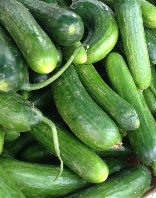 Middle Eastern Cucumber - Norwich Meadows Farm.