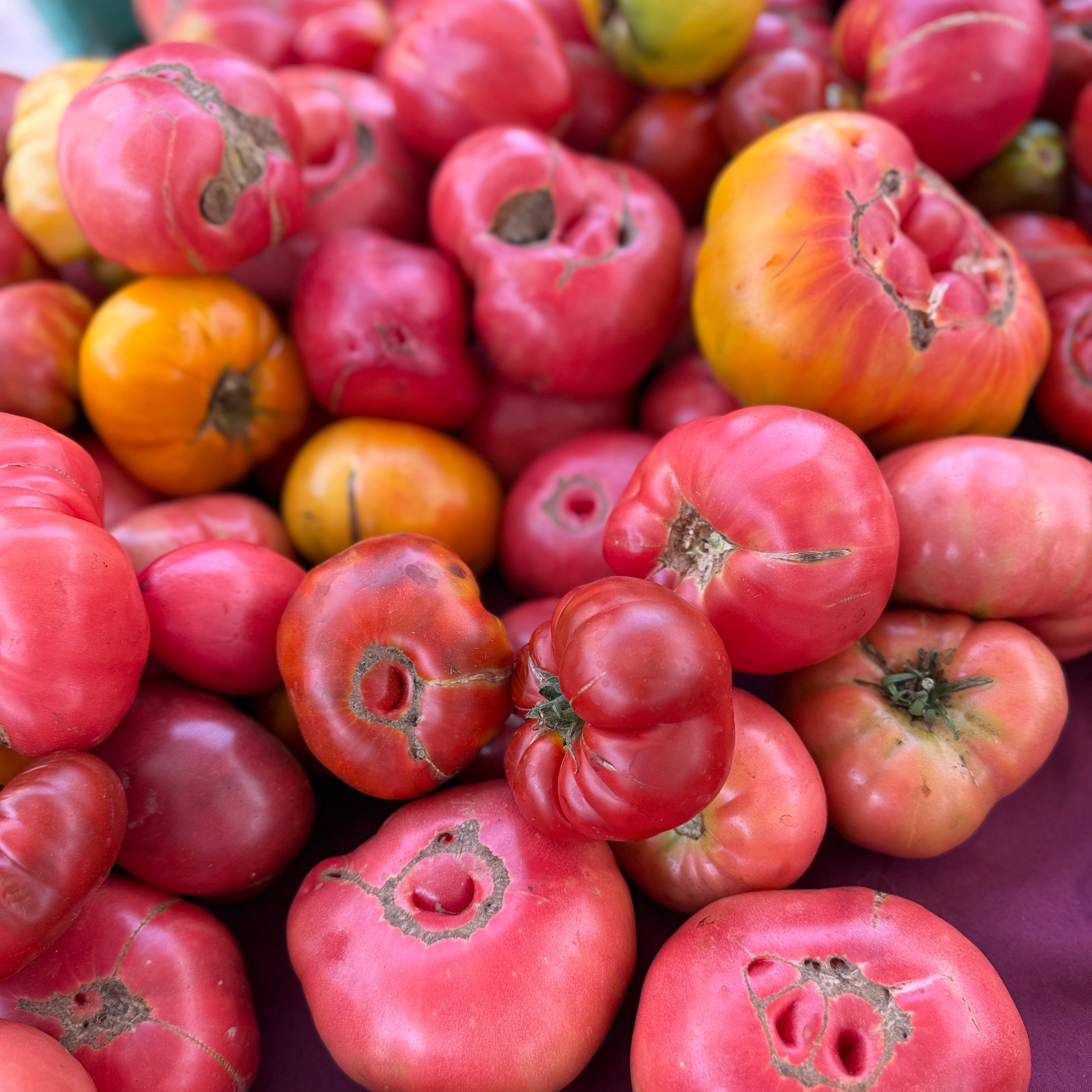 A pile of mixed heirloom tomatoes from norwich meadaows farwm.