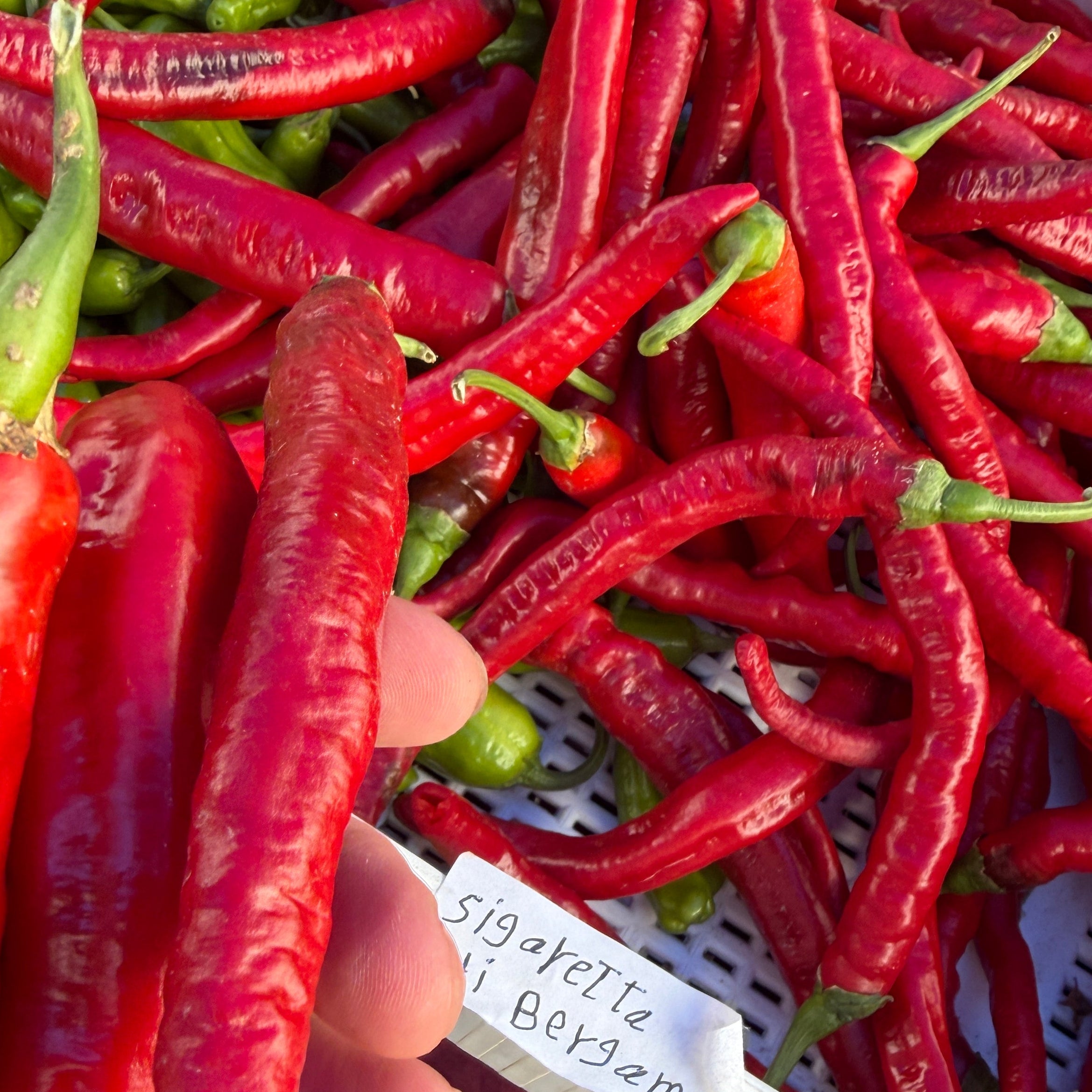 Sigaretta peppers - sweet red peppers at Union Square - Norwich Meadows Farms grows them