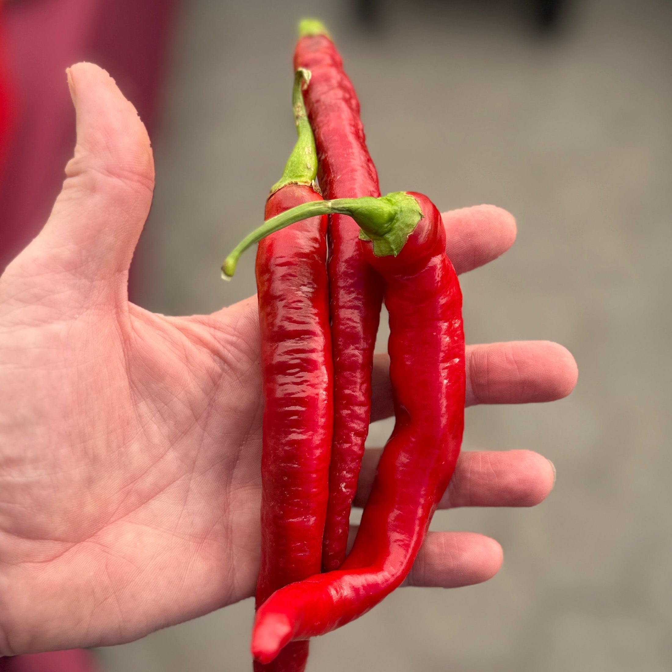 Sigaretta di Bergamo peppers - at Union Square Park - Grown by Norwich Meadows Farm.
