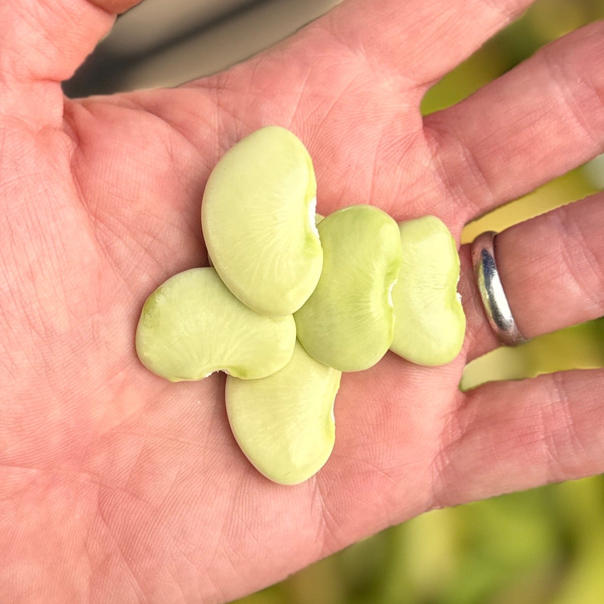 Fresh Lima Beans just shucked from the shell at Norwich Meadows Farm.