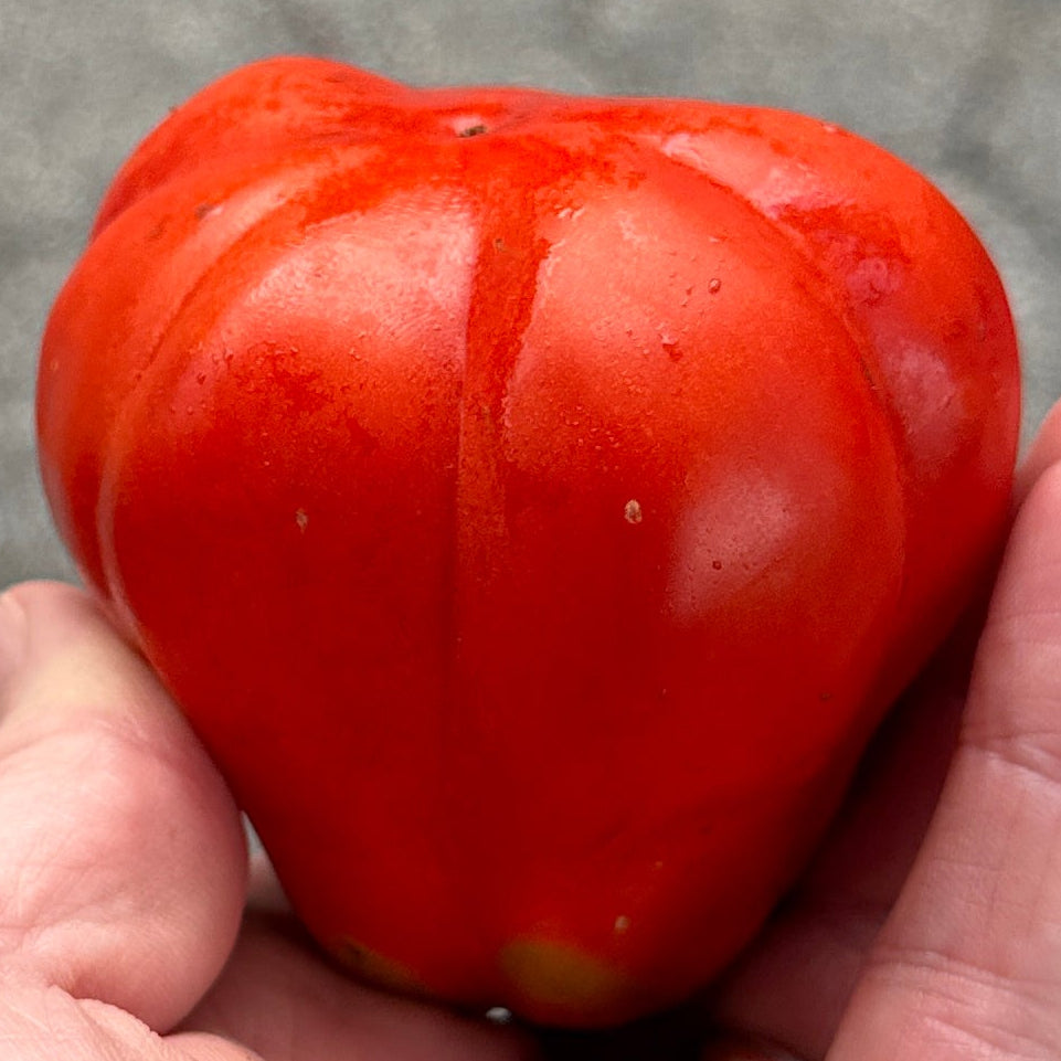 Canestrino heilroom tomato sold by norwich meadows farm.