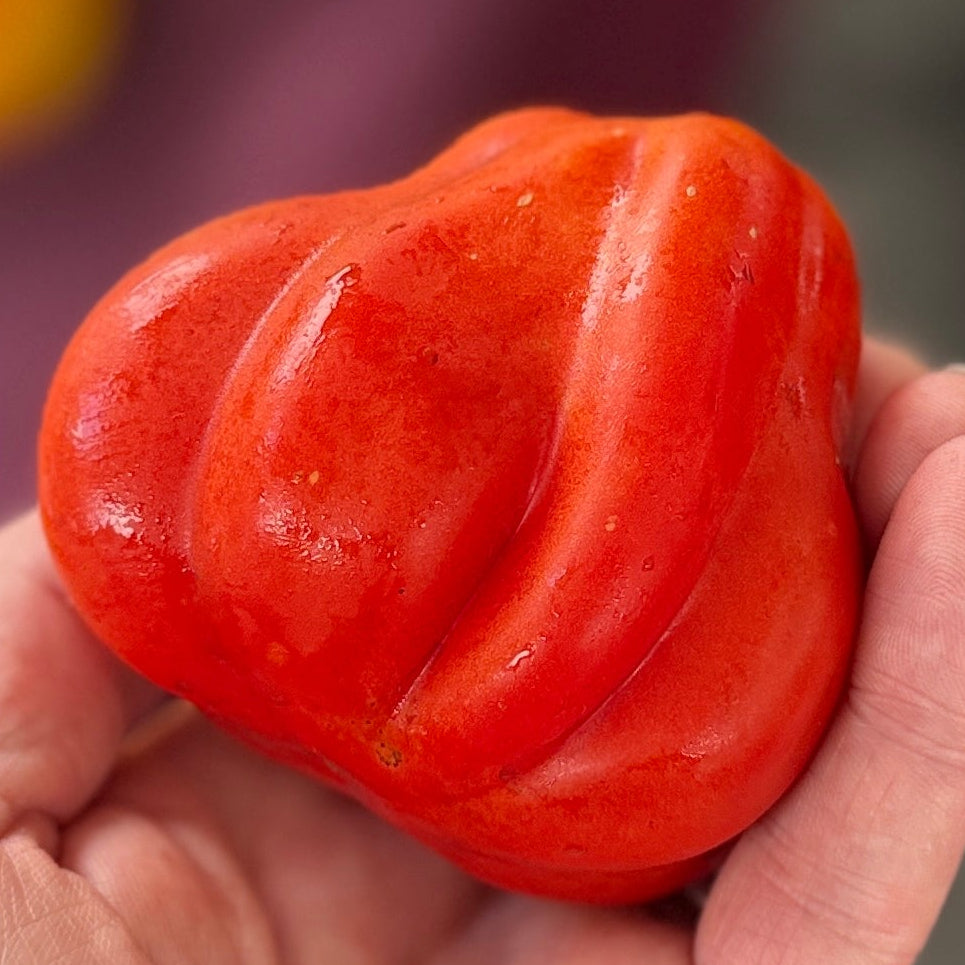 cesare's canestrino di lucca tomato tomato grown by norwich meadows farm.