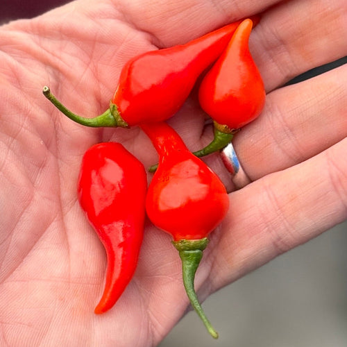 Brazillian Bequinho Pepper grow on Norwich Meadows Farm.