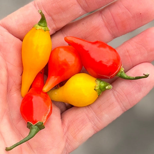 Mixed Brazillian Bird Beak Peppers - Norwich Meadows Farm.