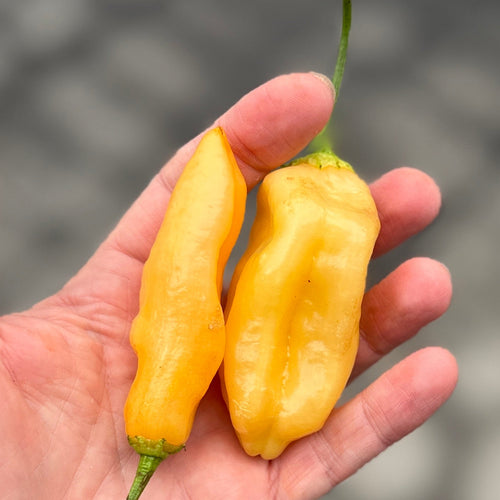 Sugar Rush Peach Peppers at Union Square Green Market grown by Norwich Meadows Farm.