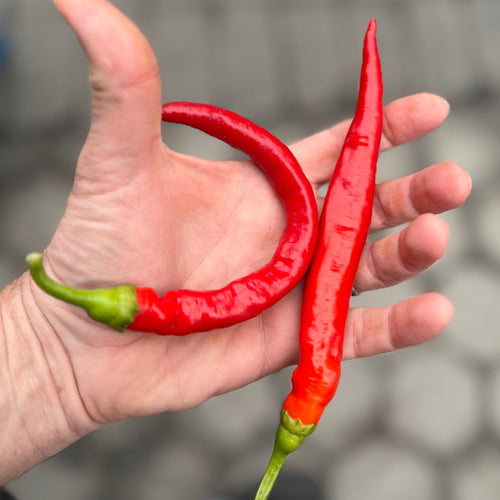 Goat Horn Pepper - Norwich Meadows Farm