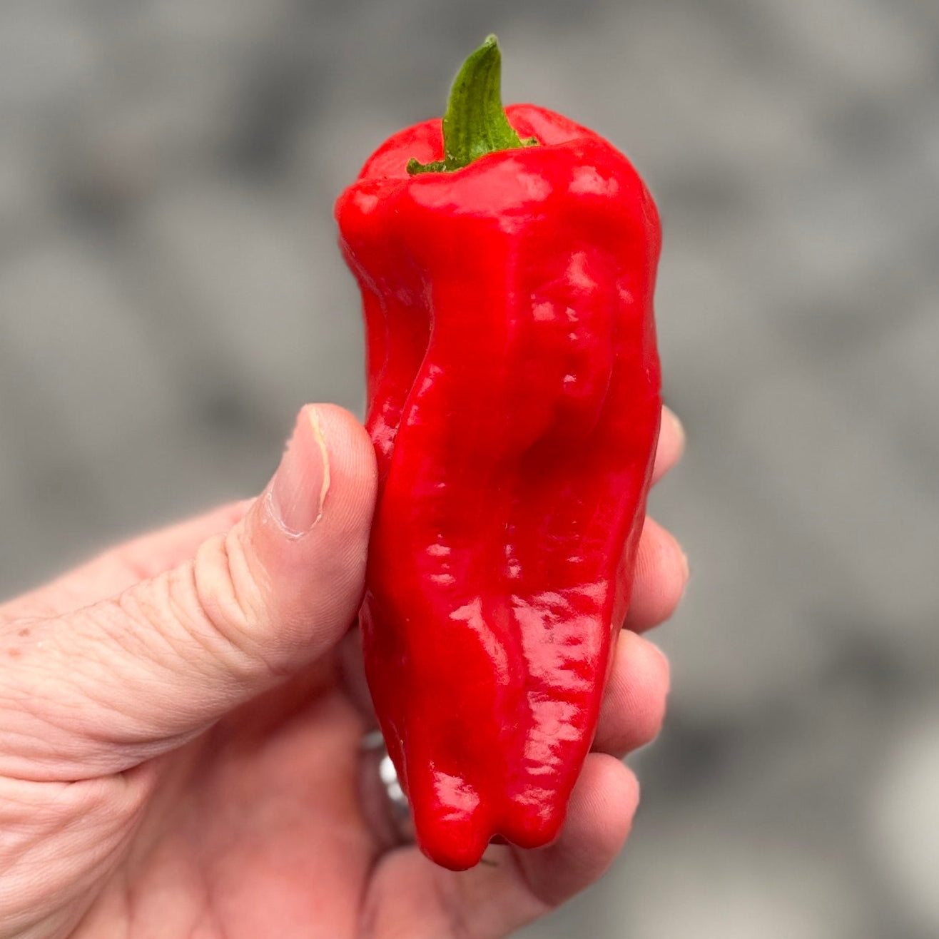 Aleppo pepper from Norwich Meadows Farm
