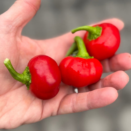 Chery Bomb Peppers - Norwich Meadows Farm.