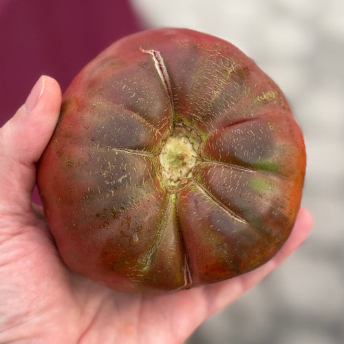 Black Heirloom Tomato at Union Square Green Market grown by Norwich Meadows Farm.