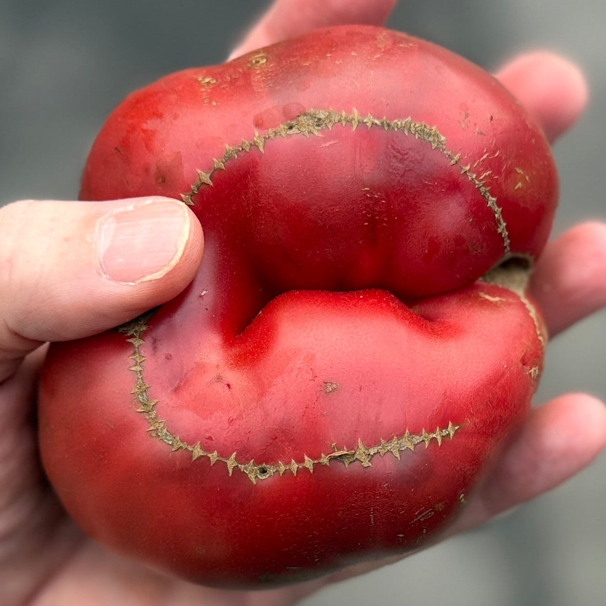 An heirloom tomato grown with love on Norwich Meados Farm.
