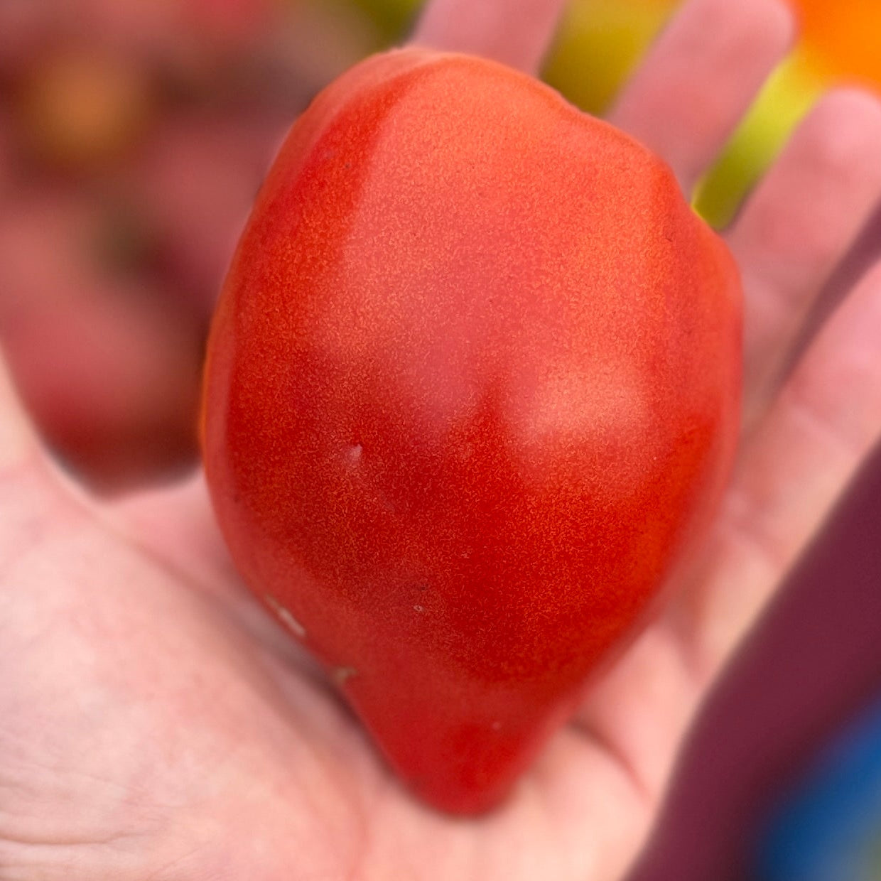 Oxheart heirloom tomato grown by Norwich Meadows.