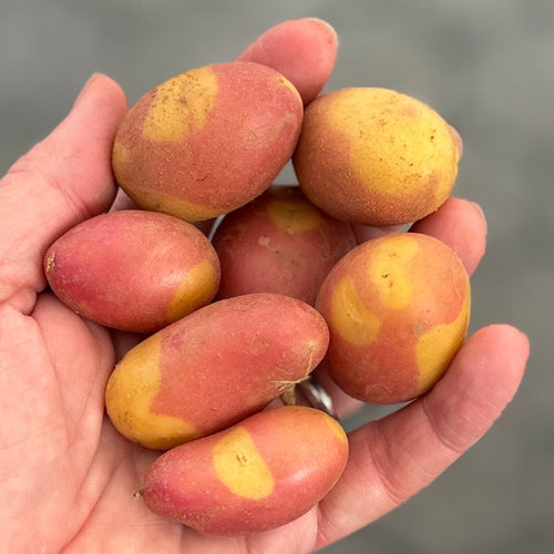 Pinto gold potatoes - a favorite from norwich meadows farm