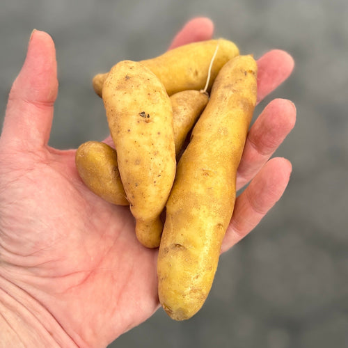 Banana Fingerling Potatoes grown organically on norwich meadows farm and for sale at union square greeen market.