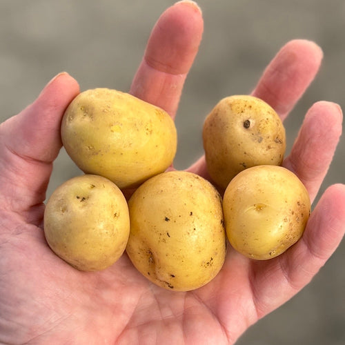 Upstate Abundance Potatoes grown by norwich meadows farm