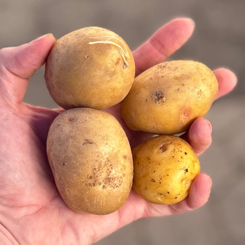 Yukon Gold Potatoes at Union square green market - grown by norwich meadows farm in upstate ny.