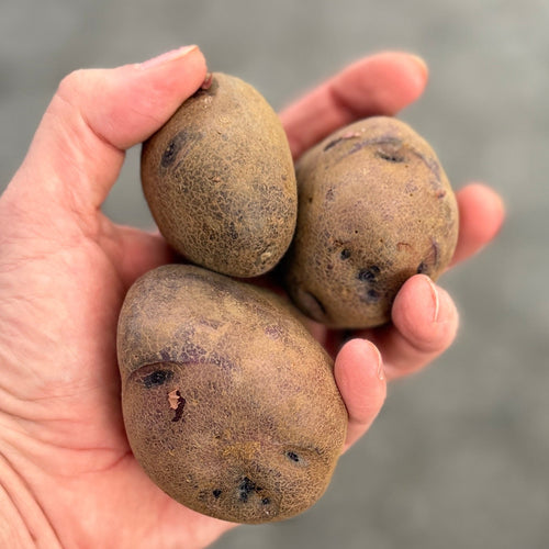 Adirondack Blue Potatoes grown by norwich meadows Farm