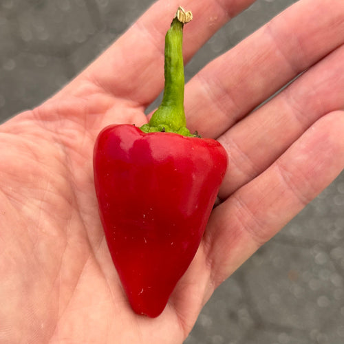 Kardoula pepper - on of our favorites at Norwich Meadows Farm.