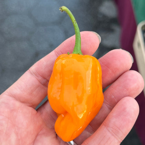 Habanero Pepper grown on norwich Meadows Farm, NY.