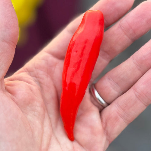 Lantern Habanero pepper - grown by Norwich Meadows Farm.
