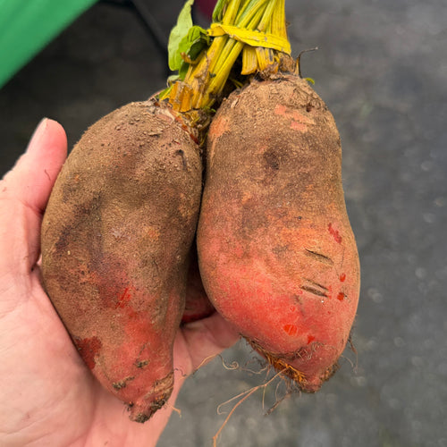 Badger flame beets.  Grown by norwich meadows farm, sold in boxes that ship nationwide or at union suqare farmers market.