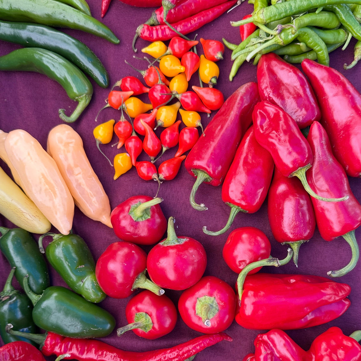 Pepper collection from norwich Meadows Farm.