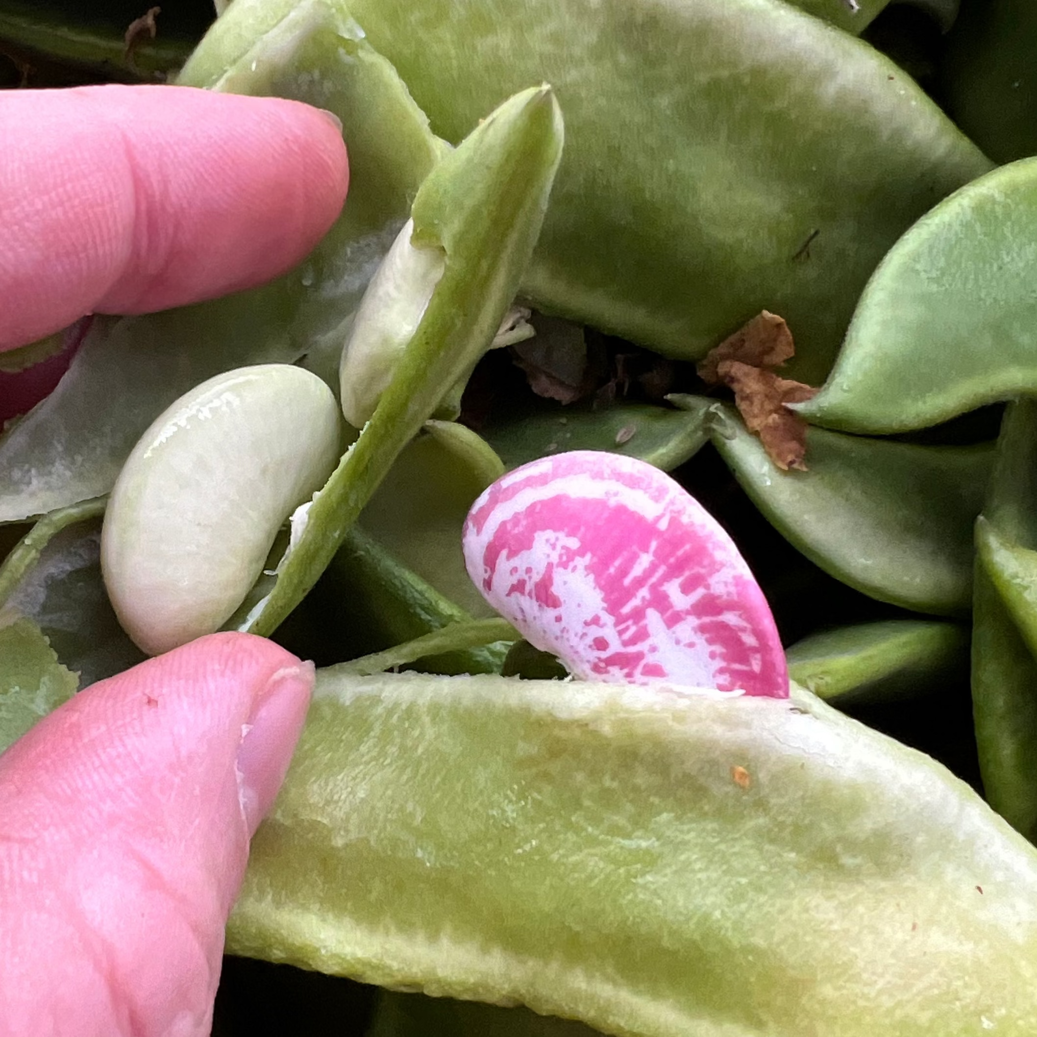 Looking at the beans in the field - in Norwich with the Limas. Christmas and Green,