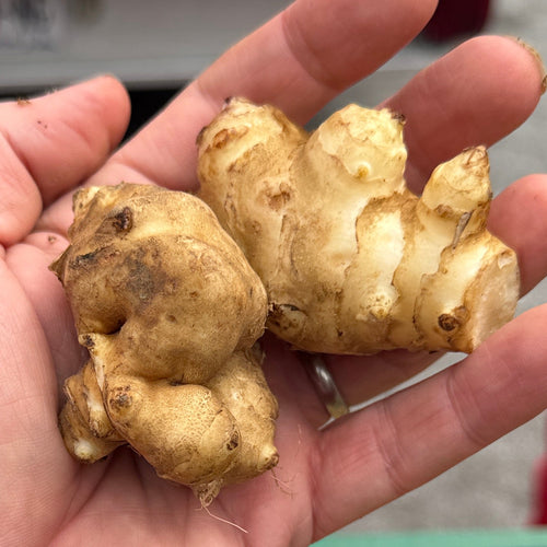 Organic Sunchoke grown on Norwich Meadows Farm, Chenego County, NY.