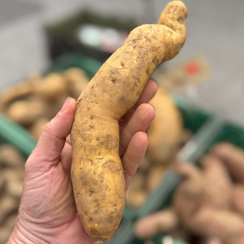 Organic White Sweet Potato, at Union Square Green Market, grown by Norwich Meadows Farm.