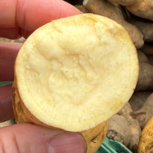 Flesh of an Organic White Sweet Potato grown on Norwich Meadows Farm.