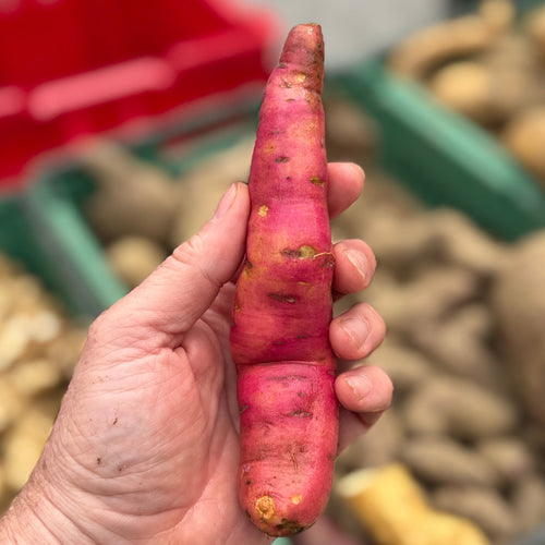Orange sweet potato organically grown by norwich meadows farm.