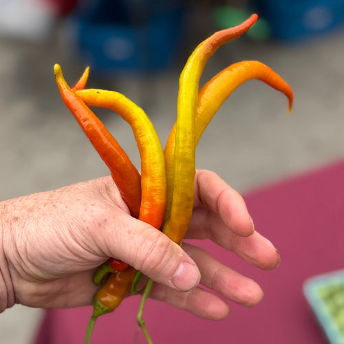 Corbaci peppers at Unin Square, grown by Norwich Meadows Farm.