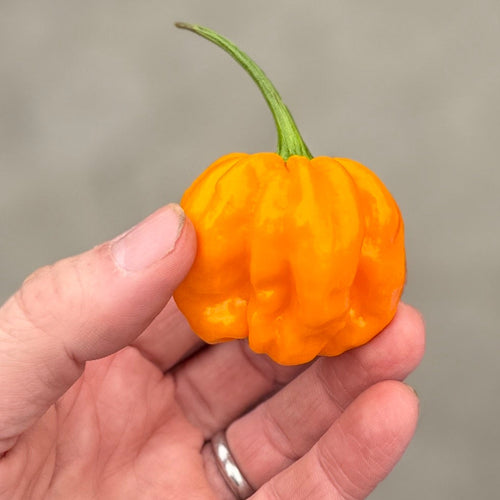 Numex Suave - a mild, fruity pepper grown organically on Norwich Meadows Farm.