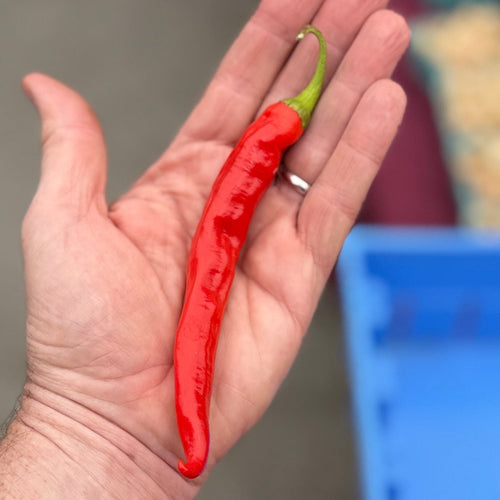 Cayenne pepper organically grown in norwich norwich at our farm.  One of the many hot peppers.