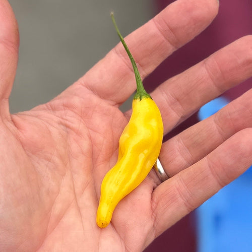 Aji Limone - an organic hot pepper grown by norwich meadows farm
