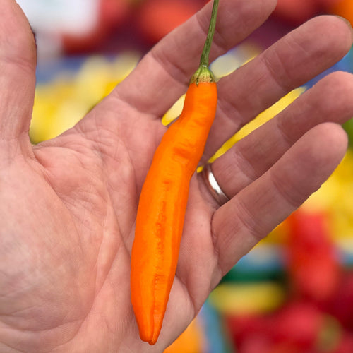 Aji Amarillo pepper grown by norwich meadows farm - and sold nationwide.