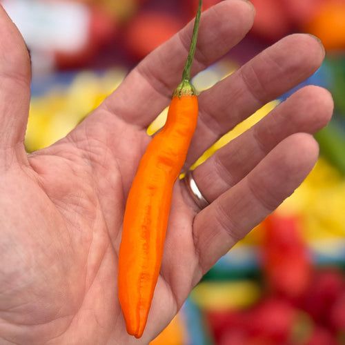 Aji Amarillo - 4oz