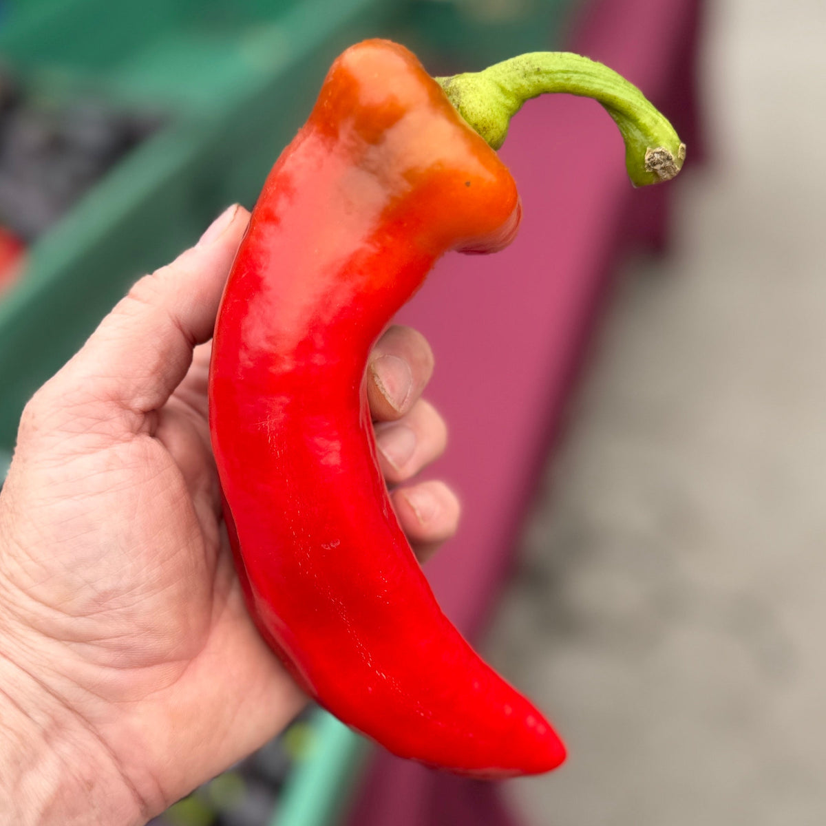 Red Corno Di Toro Pepper - Grown by Norwich Meadows Farm.