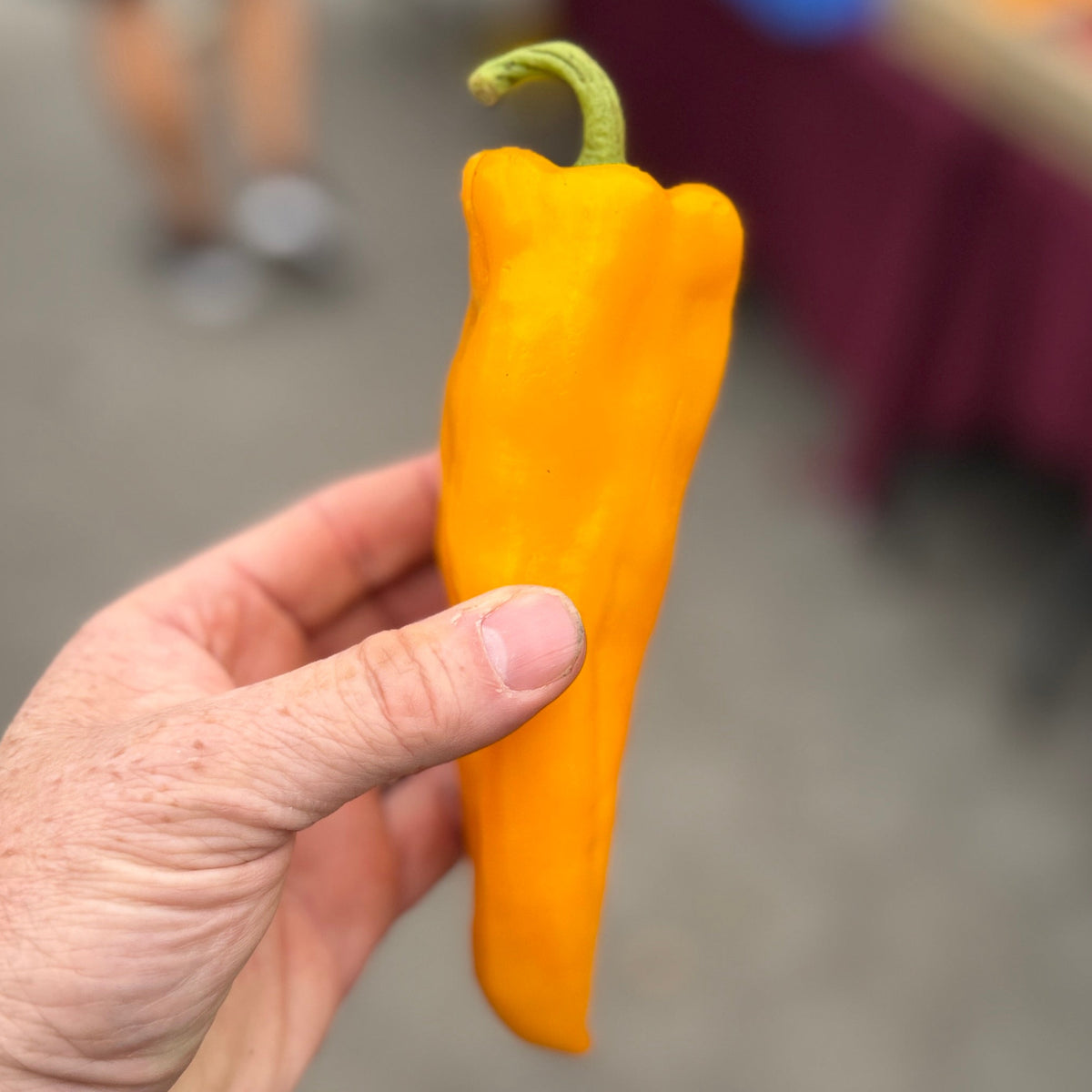 Orange Corno Di Toro Bull Horn Pepper - grown by Norwich Meadows Farm.