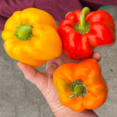 Bell peppers in yellow, red, and orange, at union square from our farm in Norwich, NY.