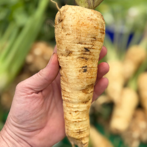 Organic Parsnips grown by Norwich Meadows Farm.