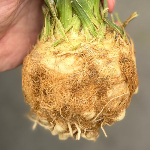 Organic celery root grown by Norwich Meadows Farm.