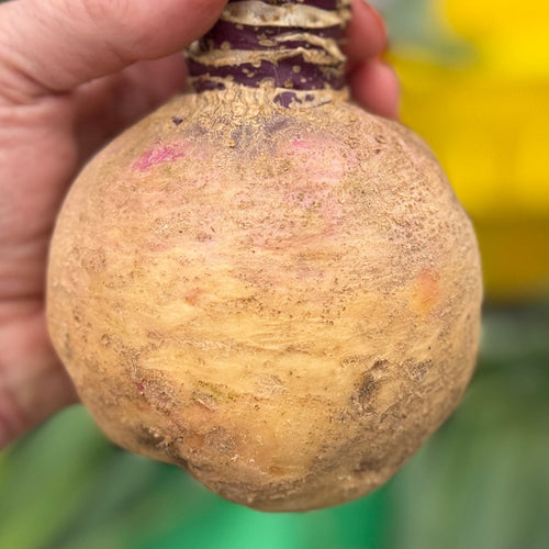 Rutabaga from Norwich Meadows Farm