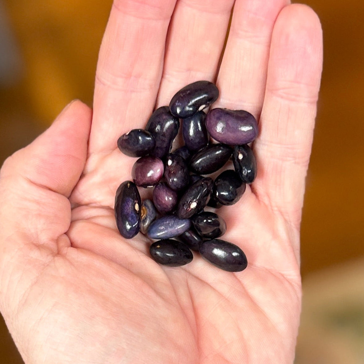 Certified organic dry Basque-style black beans from Norwich Meadows Farm’s 2026 harvest