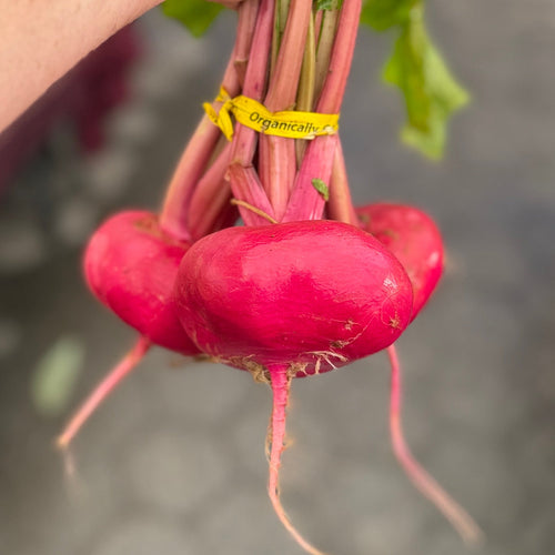 Organic Red Japanese Turnips